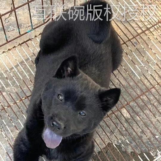 五黑犬中华田园犬土猎犬纯黑狗赶山犬巡山犬狩猎犬纯黑狗广西土狗 - 图2