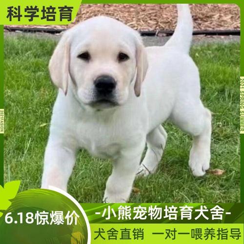 纯种拉布拉多幼犬奶白色黑色拉布拉多导盲犬神犬小七活体宠物狗狗