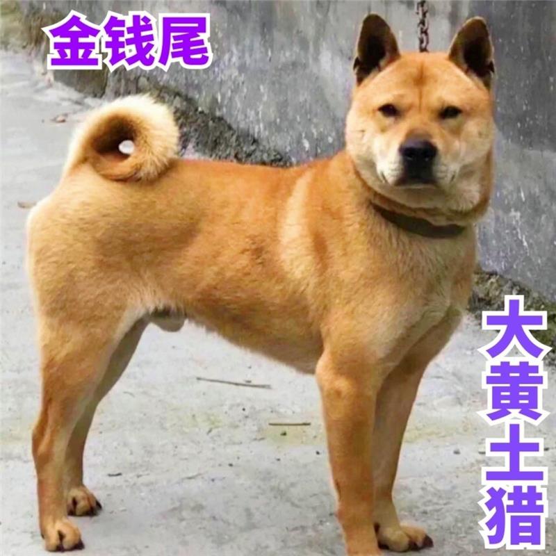 白狗中华田园犬活体幼犬看家狗纯黑大黄四眼活幼体土狗蝴蝶犬小狗 - 图3