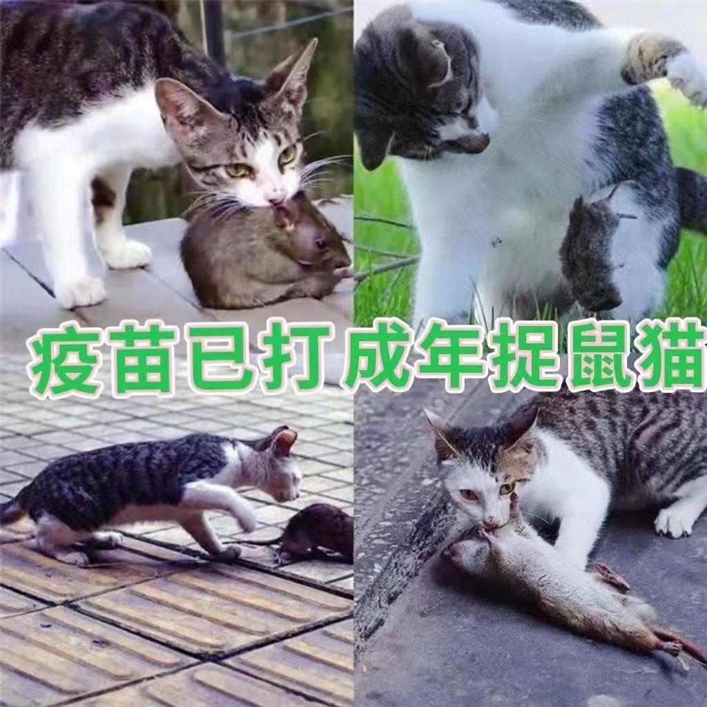 中华田园猫成年猫咪活体捉捕鼠猫青年猫网红橘猫狸花猫异瞳猫家猫 - 图3