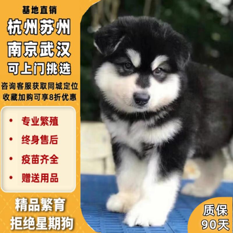 纯种阿拉斯加犬幼犬活体幼崽灰桃红棕雪橇犬熊版大骨架大型犬 - 图0