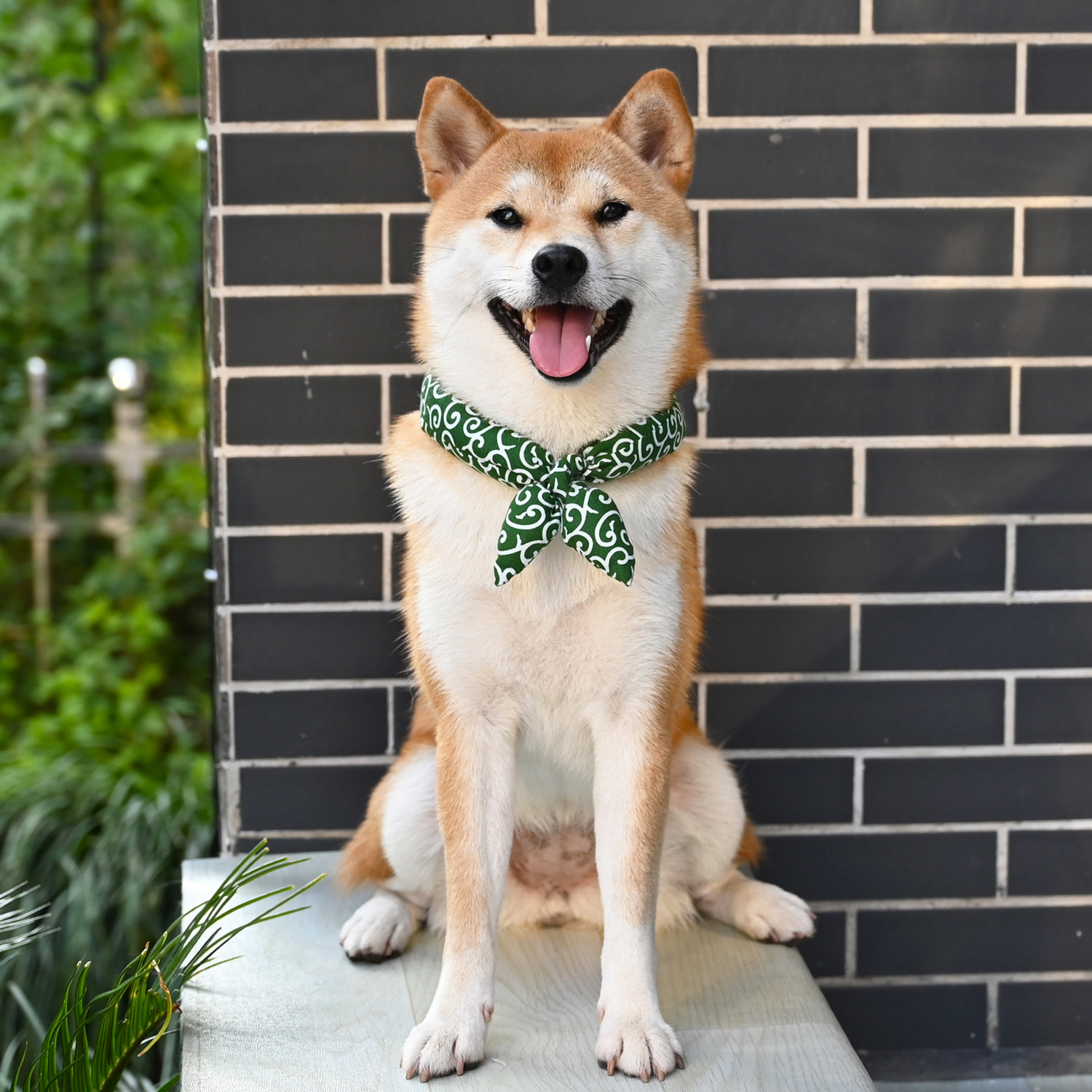 日系和风唐草纹围巾柴犬柯基泰迪宠物狗狗用柠檬巾围脖项圈蝴蝶结 - 图0