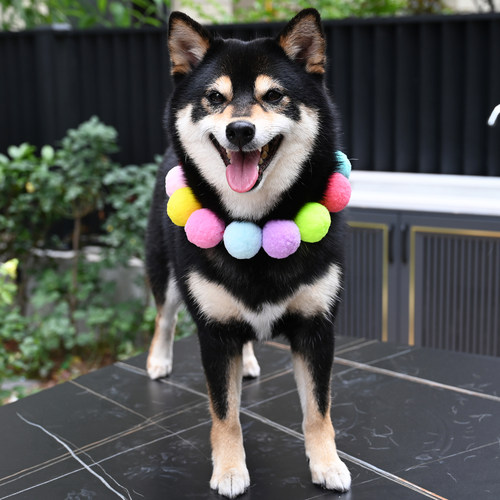 网红抖音同款宠物狗狗猫咪柴犬大型犬毛球项链彩虹糖果色脖圈饰品 - 图1