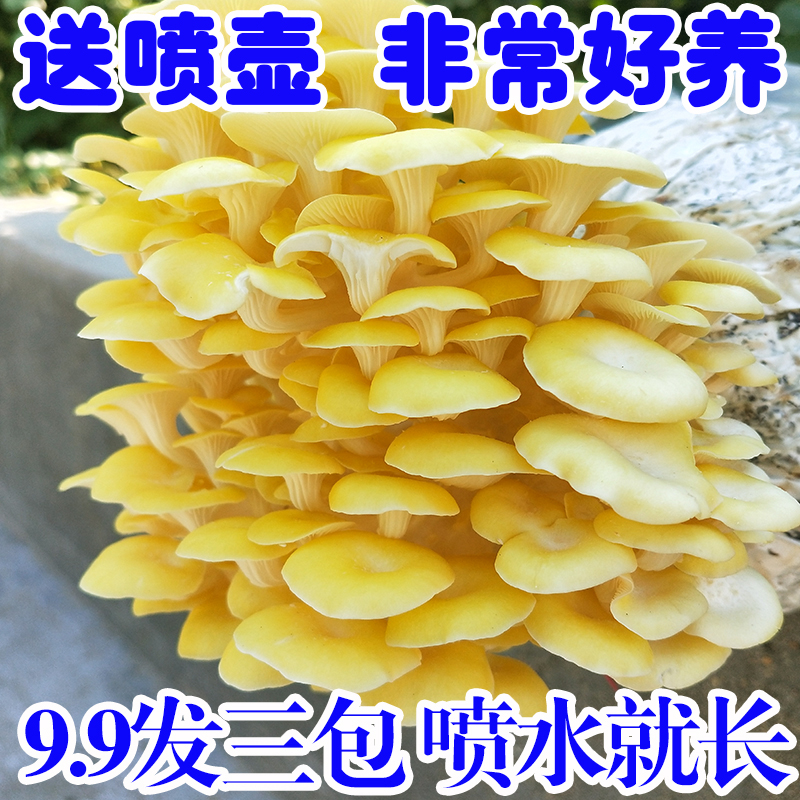 【9.9发3大包】蘑菇菌包平菇四季菌包好养菌菇包种植包食用菌菌棒 - 图0
