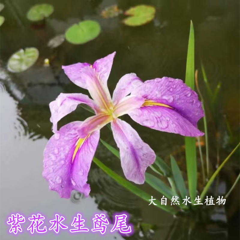 四季常绿水生鸢尾花苗西伯利亚鸢尾湿地公园绿化造景耐寒花卉植物 - 图0