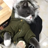 Одежда для собак, чем медведь плюшевые боми снежные маленькие и маленькие домашние животные осень осень и зимние кошки густая одежда