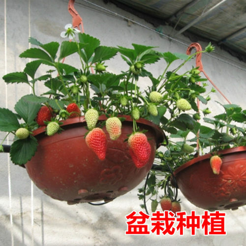 水果草莓种子水果种籽阳台四季家庭春季秋冬季盆栽奶油红草莓种孑 - 图2