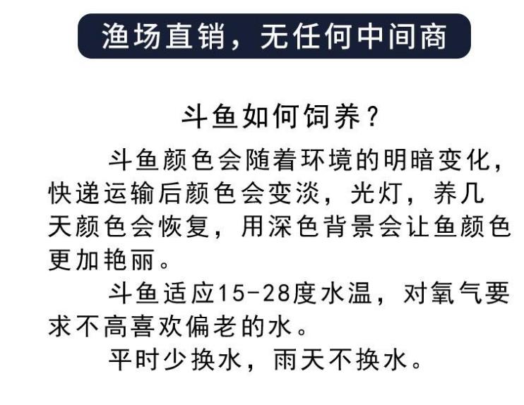 孔雀鱼活体凤尾鱼淡水群游宠物金鱼纯种小型胎生鱼鱼苗热带观赏鱼 - 图2