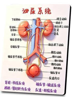 消化科医生参考相框食管三