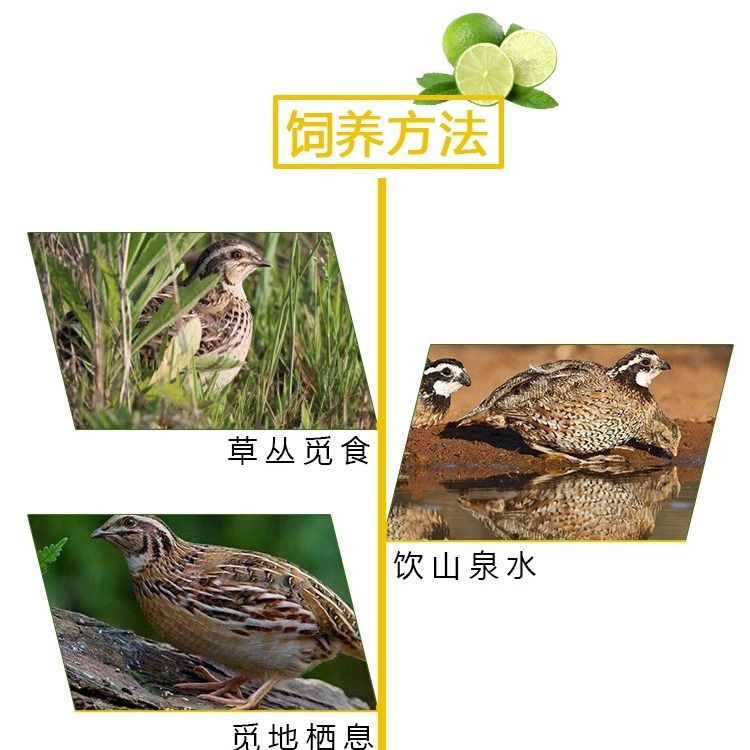 【顺丰包邮】母鹌鹑放血特大号去内脏冷冻新鲜优选散养煲汤整箱 - 图3