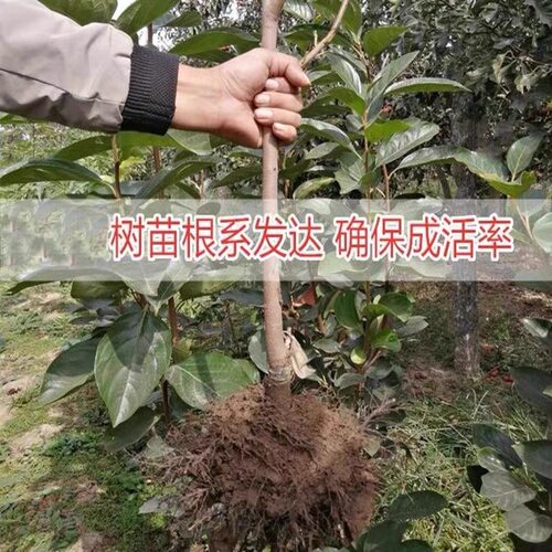 正宗陕西临潼火晶柿子树苗嫁接水晶软柿子南方北方种植当年结果 - 图0