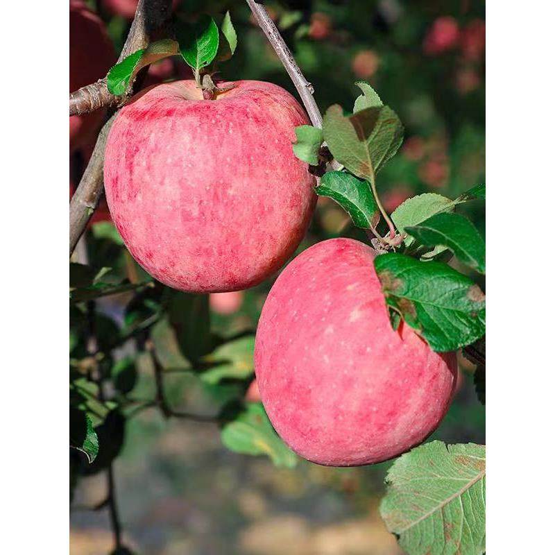 新疆阿克苏红富士苹果应当季新鲜孕妇水果脆甜红苹果整箱包邮,淘宝优惠券,粉丝福利购,淘宝优惠卷