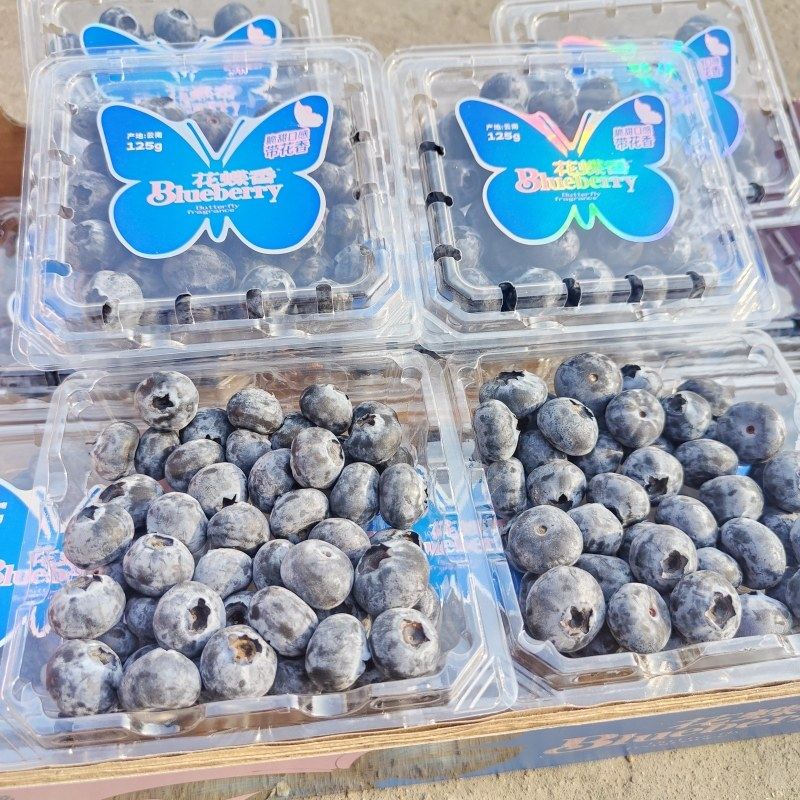 云南花蝶香蓝莓鲜果原箱礼盒12盒大果当季新鲜水果脆甜多汁包邮,淘宝优惠券,粉丝福利购,淘宝优惠卷