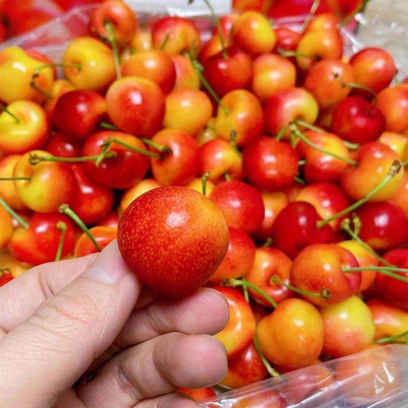 智利进口雷尼尔黄金车厘子2斤礼盒装新鲜时令水果黄色大樱桃顺丰,淘宝优惠券,粉丝福利购,淘宝优惠卷