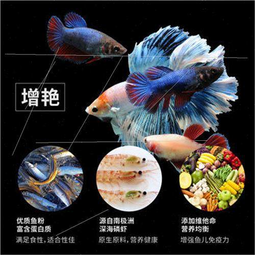 Thai fighting fish fish food small fish feed peacock fish tr - 图2