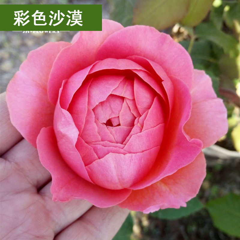 法国香水型香奈尔蔷薇花苗 彩色沙漠花卉