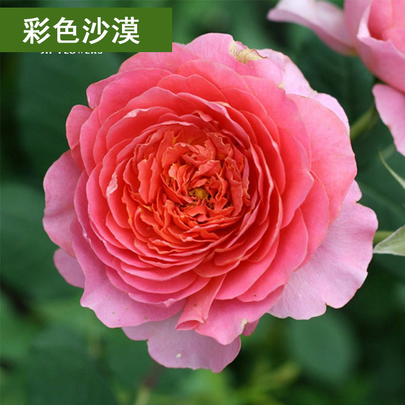 法国香水型香奈尔蔷薇花苗 彩色沙漠花卉