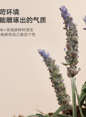 【双11现货】雏菊的天空高地薰衣草纯露补水喷雾爽肤水控油舒缓