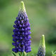Lubing flower seeds perennial cold-resistant flowers balcony potted garden grass flower sea seeds four seasons sowing lupins