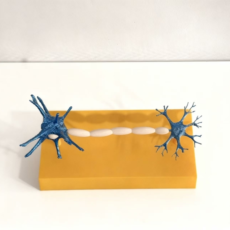 FDM 3D打印神经细胞模型 - 图2