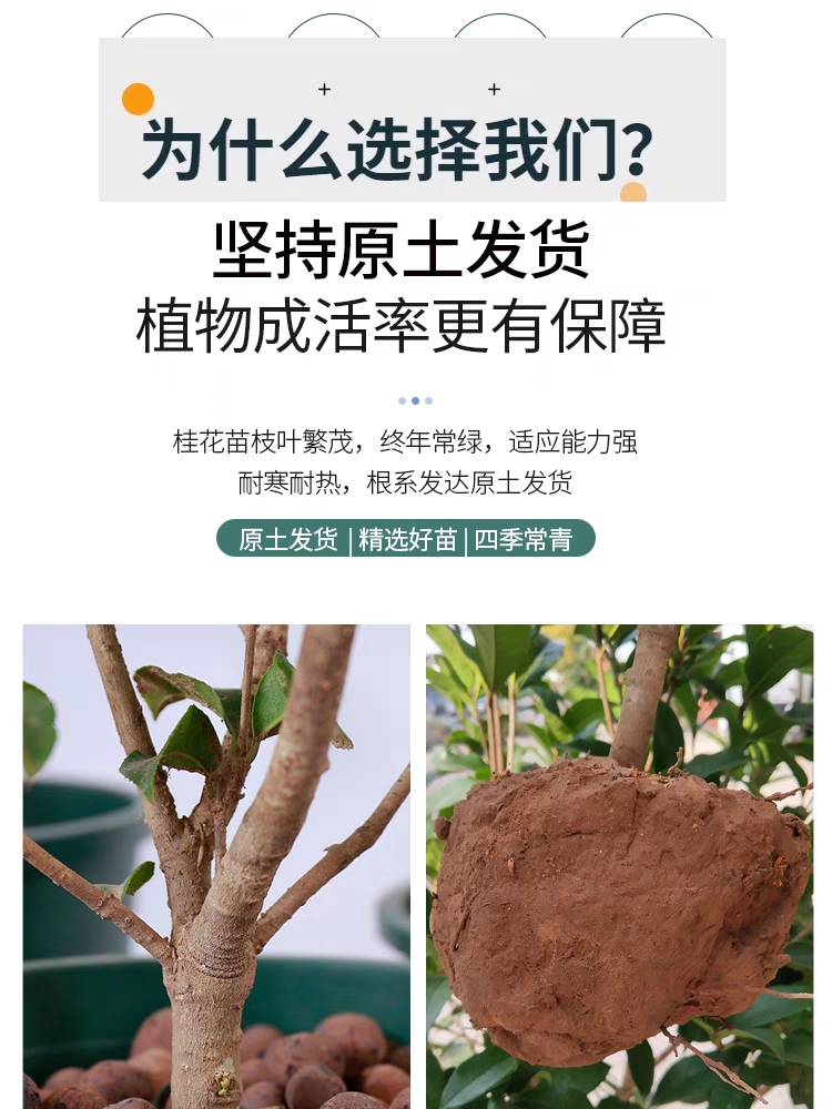 月月桂树苗四季桂花盆栽地栽浓香型带花苞花卉室内外阳台植物木本 - 图2