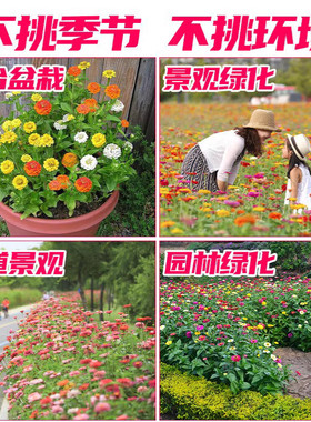 有小院空地 阳台空花盆种一些 低野花组合 种植简单 开花非常漂亮