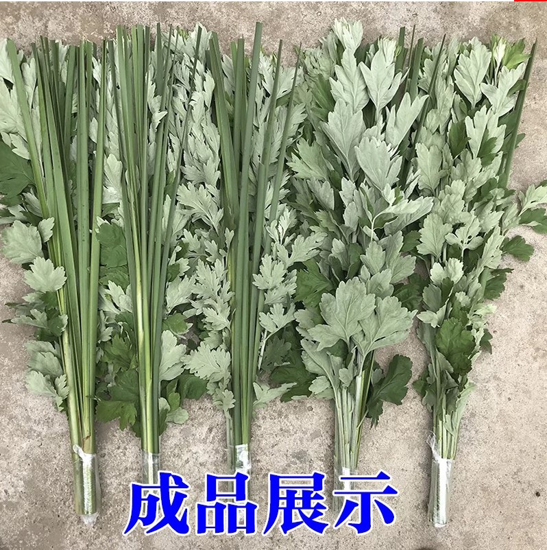 野生艾草艾叶长棵新鲜艾叶草艾蒲草端午节挂门上整把艾蒿叶驱蚊草 - 图2