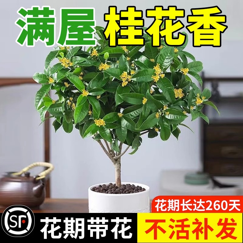 桂花树苗四季桂盆栽可食用开花不断室内阳台庭院浓香型花卉植物-图1