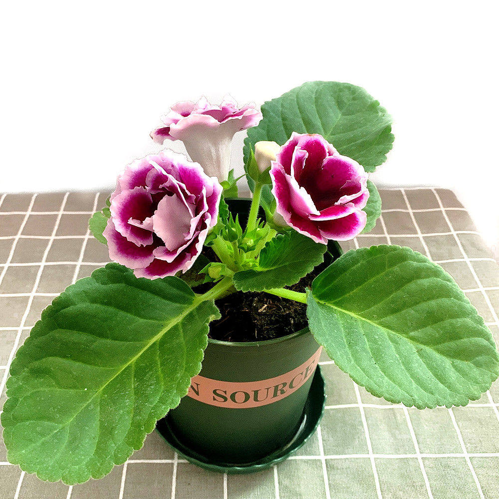 客厅花卉植物好养活大岩桐盆栽花不需要阳光的绿植适合