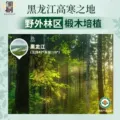 东北有机秋木耳牡丹江椴木小碗耳黑木耳干货龙江特产非特级非野生 图片 5