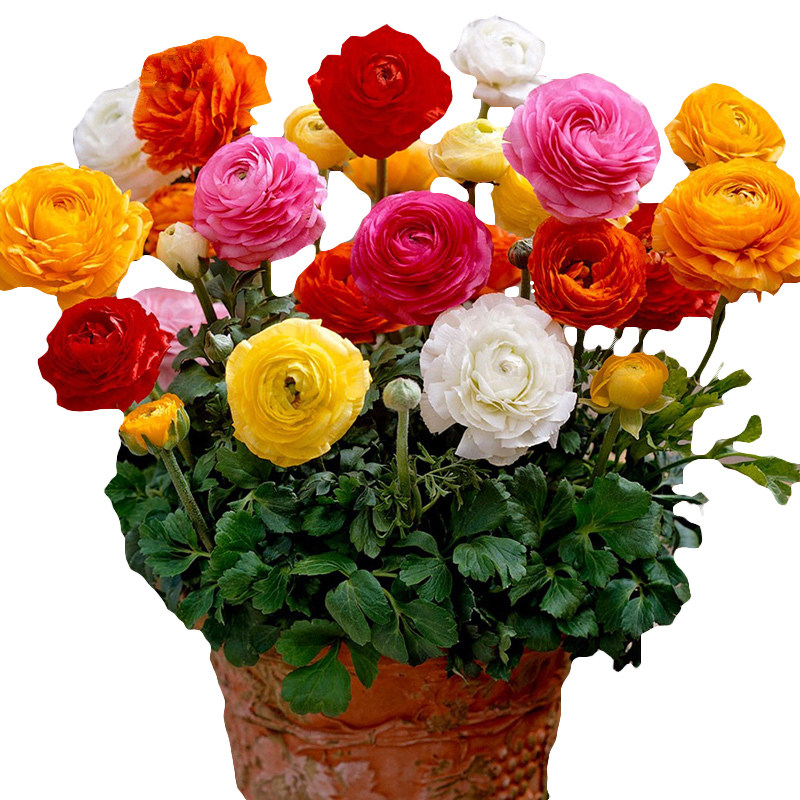 花毛茛种球四季易种耐寒花种子室内观察植物盆栽洋牡丹芹叶花球根 一个亿种业 淘优券