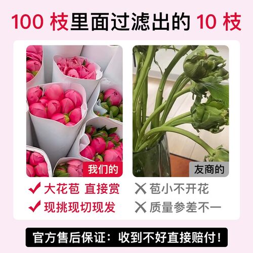 【顺丰】山东芍药鲜花牡丹重瓣花束云南鲜切花玫瑰花卉基地直发花 - 图1