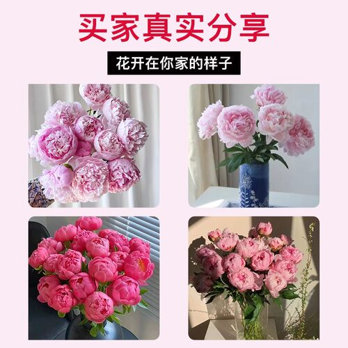 【顺丰】山东芍药鲜花牡丹重瓣花束云南鲜切花玫瑰花卉基地直发花 - 图2