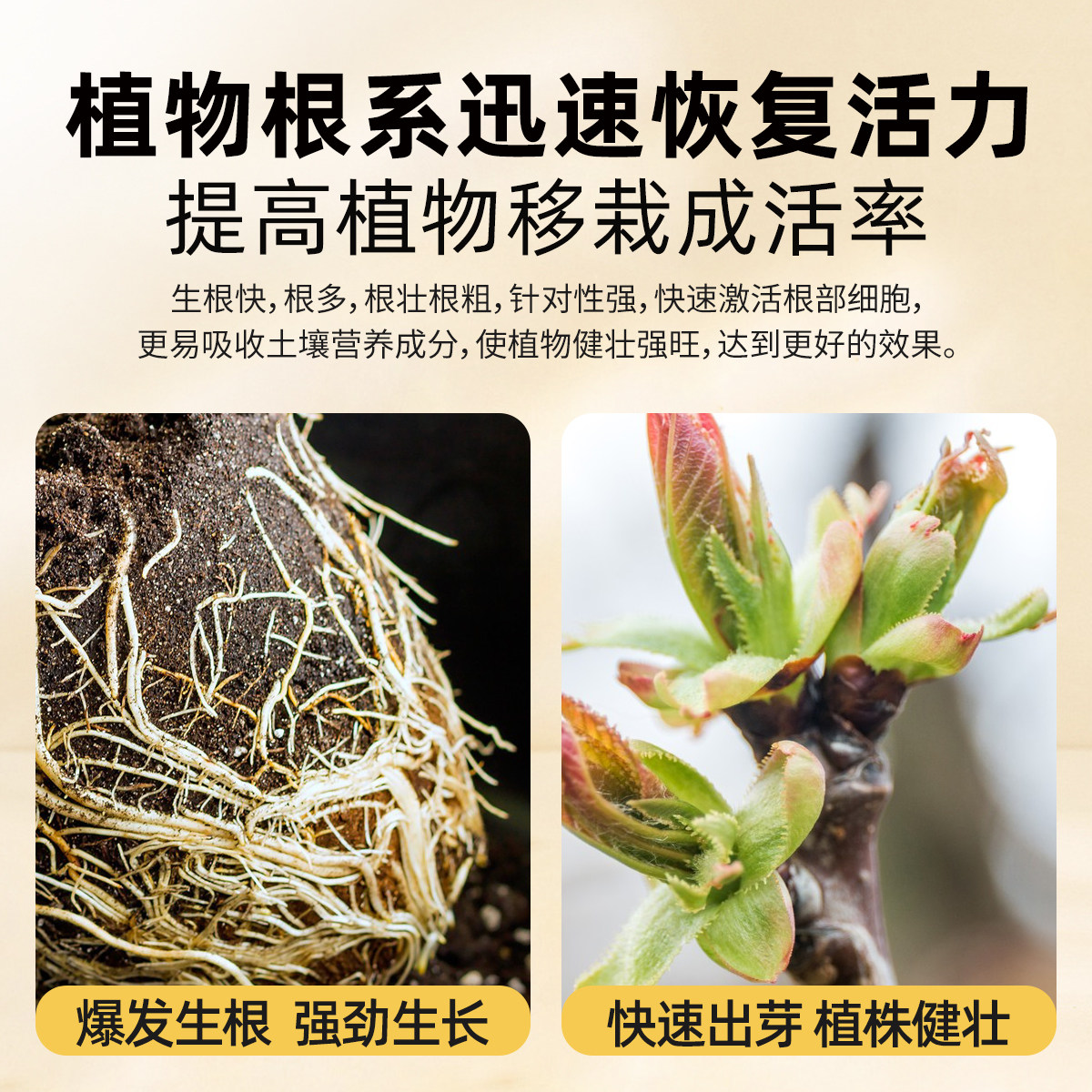 高浓爆根母液快速爆根快速生根壮苗植物养花水肥通用营养液生根液,淘宝优惠券,粉丝福利购,淘宝优惠卷