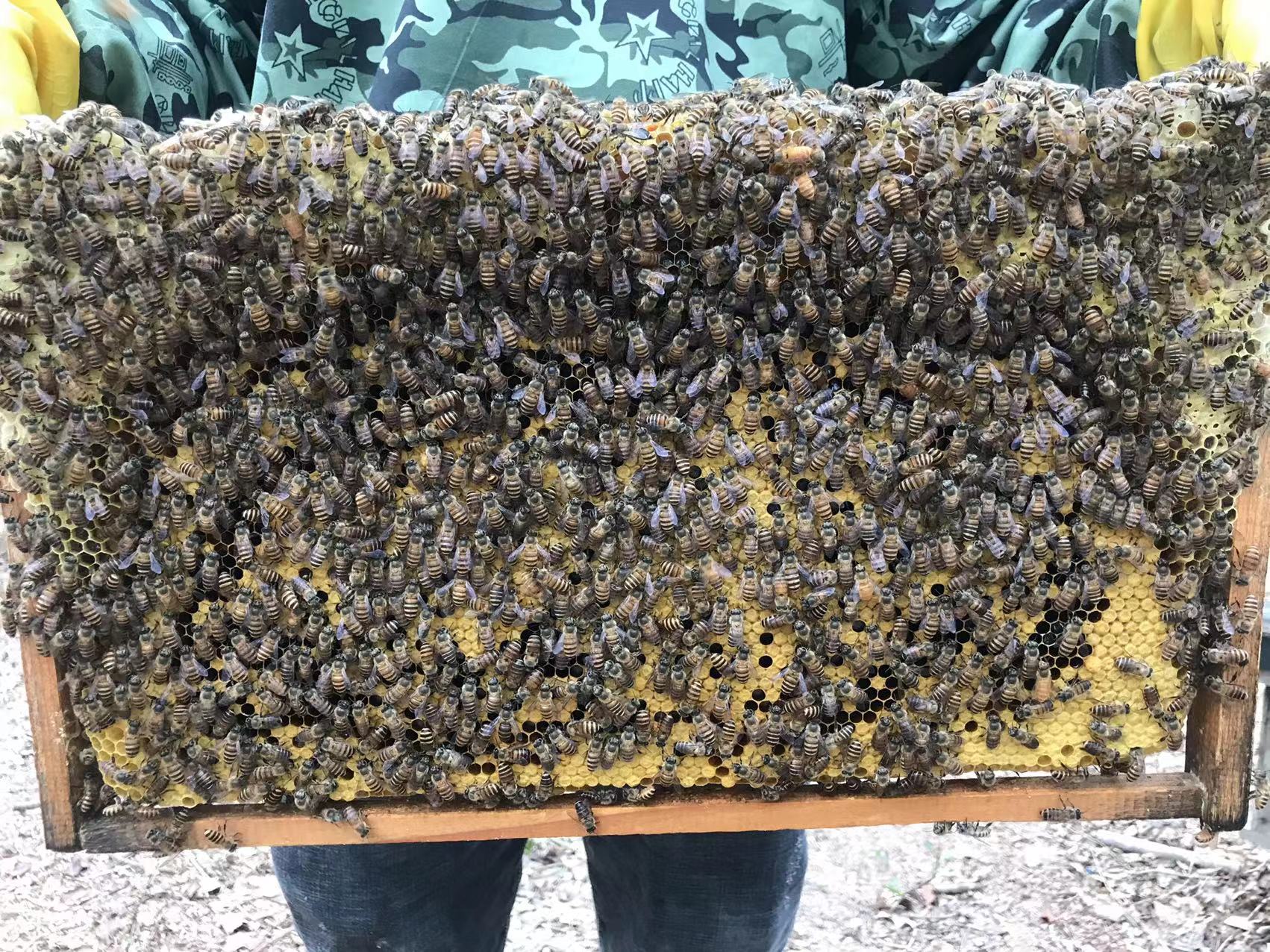 中蜂蜂群带王蜜蜂蜂群养殖带子脾阿坝双色王中华蜜蜂中华土蜂笼蜂 - 图0