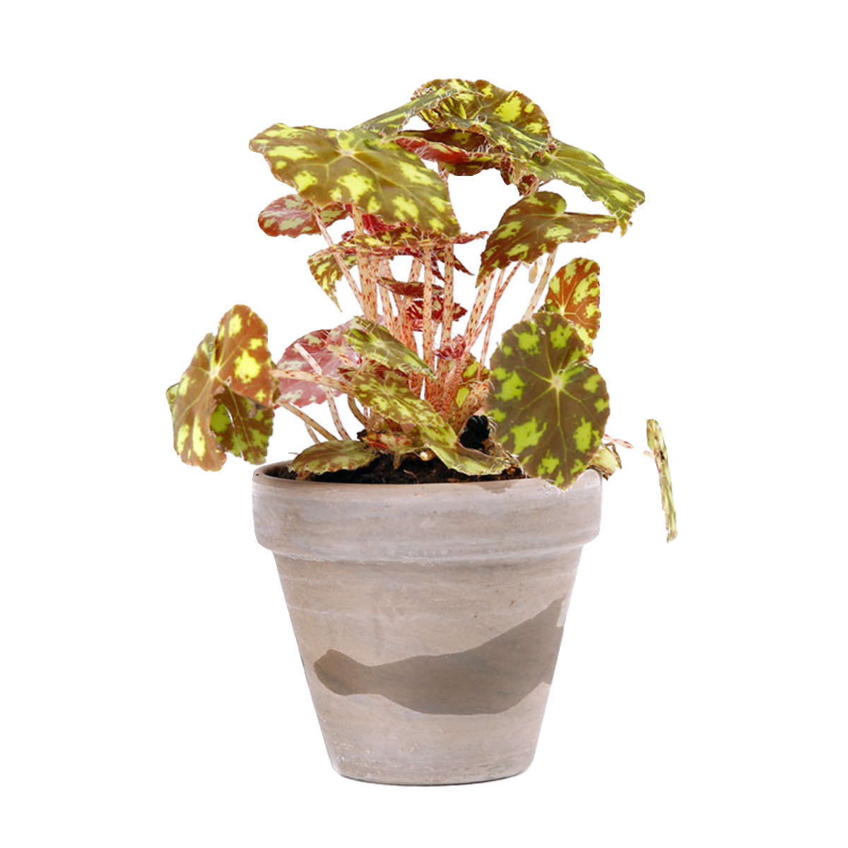 虎斑秋海棠Begonia bowerae`Tiger`睫毛原种 秋海棠室内观叶植物,淘宝优惠券,粉丝福利购,淘宝优惠卷