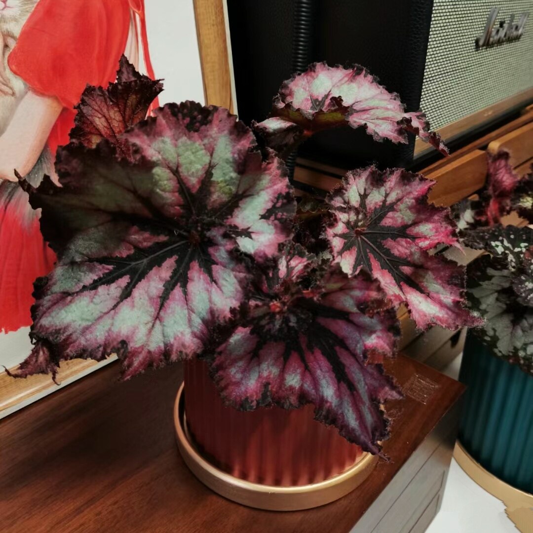 暗夜星空秋海棠绿植防辐射净化空气入门好养办公室阳台客厅盆栽,淘宝优惠券,粉丝福利购,淘宝优惠卷