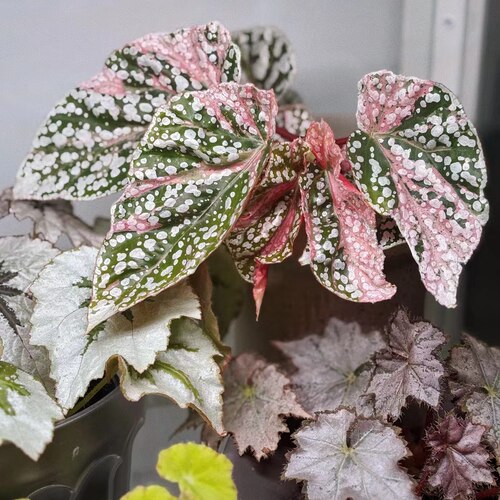 富士山锦秋海棠竹节类阳台室外室内客厅桌面绿植盆栽观叶赏花植物 - 图2