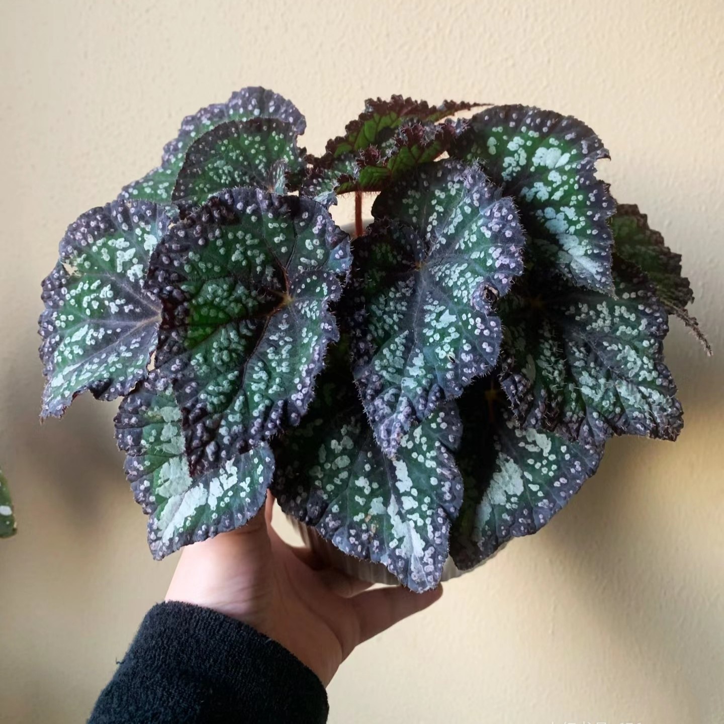 童话故事秋海棠 室内多年生高端观叶植物办公室特色花卉,淘宝优惠券,粉丝福利购,淘宝优惠卷