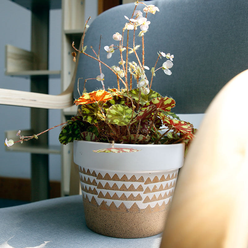 虎斑秋海棠Begonia bowerae`Tiger`睫毛原种 秋海棠室内观叶植物,淘宝优惠券,粉丝福利购,淘宝优惠卷