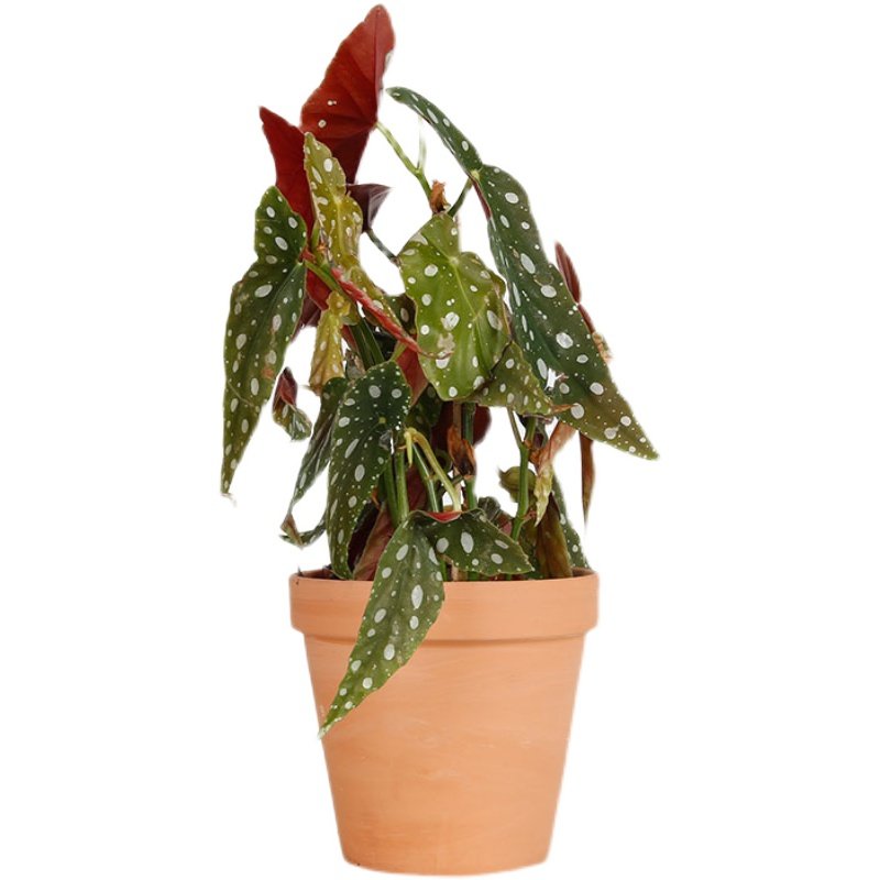 现货北欧网红植物鳟鱼秋海棠/白色恋人BegoniaMaculate室内绿植,淘宝优惠券,粉丝福利购,淘宝优惠卷