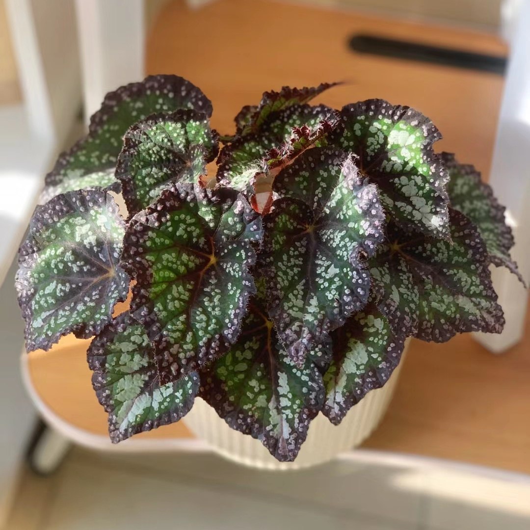 童话故事秋海棠 室内多年生高端观叶植物办公室特色花卉,淘宝优惠券,粉丝福利购,淘宝优惠卷