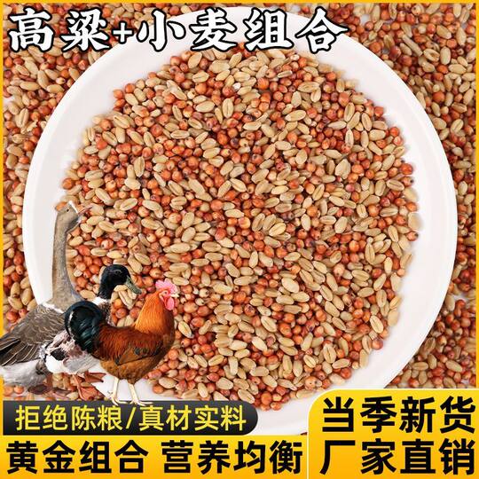 Feed pigeons, chickens and quails mixed with sorghum and wheat grains