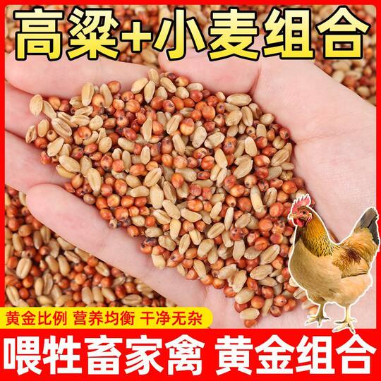 Feed pigeons, chickens and quails mixed with sorghum and wheat grains