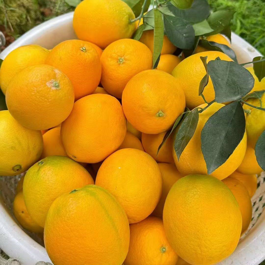 正宗赣南脐橙新鲜现摘现发应季水果香甜多汁农家甜橙子,淘宝优惠券,粉丝福利购,淘宝优惠卷