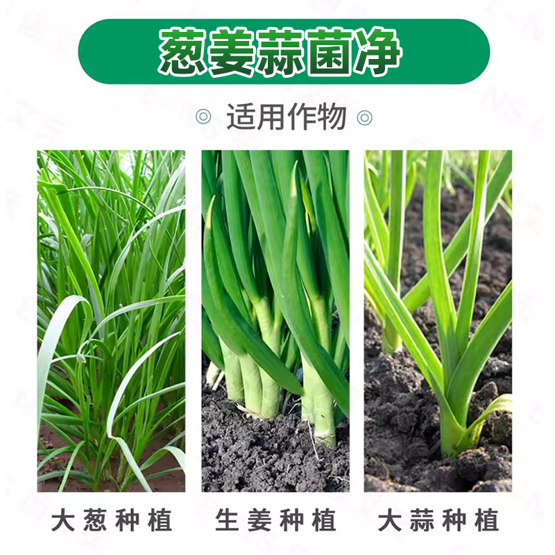 葱姜蒜韭菜干尖灵黄卷干叶菌净软腐茎枯灰叶霉叶片浓绿亮泽叶面肥