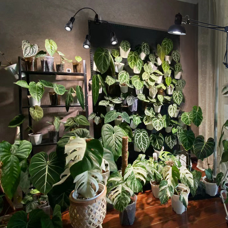光联天下全光谱植物生长灯泡室内盆栽绿植热植补光灯E27螺口射灯,淘宝优惠券,粉丝福利购,淘宝优惠卷