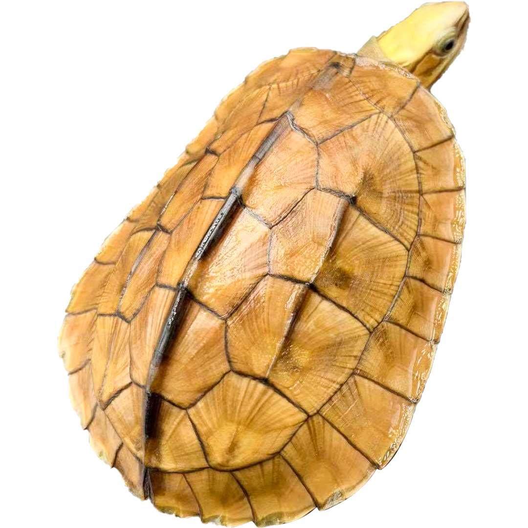 金钱龟活物纯种三线专用缸南石海南黄缘安缘陆地乌龟活体宠物龟,淘宝优惠券,粉丝福利购,淘宝优惠卷