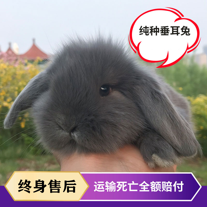 宠物兔子活物纯种兔子活体荷兰垂耳兔猫猫兔侏儒兔小兔子迷你易养_虎窝淘