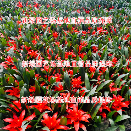 鸿运当头盆栽植物室内大苗红色花卉红星凤梨带花四季开花客厅盆景 - 图2